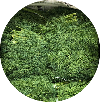 Укроп Зеленый